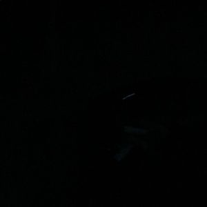 Meet your Posher, Rex